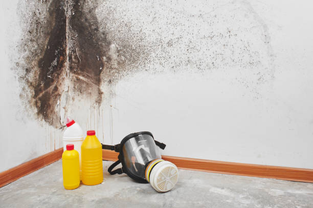 Best Mold Remediation  in Marion, NC