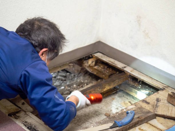 Certified Mold Removal in Marion, NC