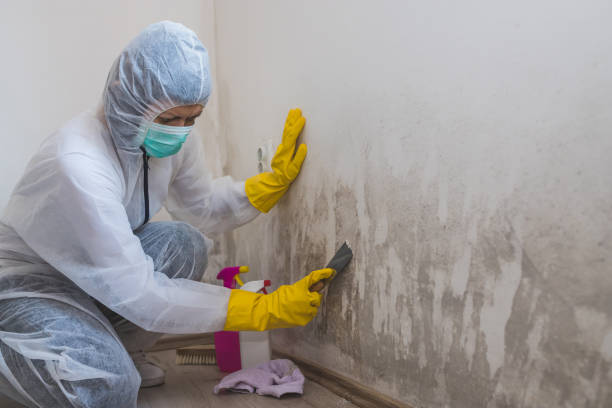 Trusted Marion, NC Mold Removal Experts