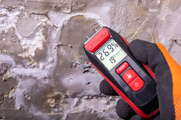 Best Black Mold Removal  in Marion, NC