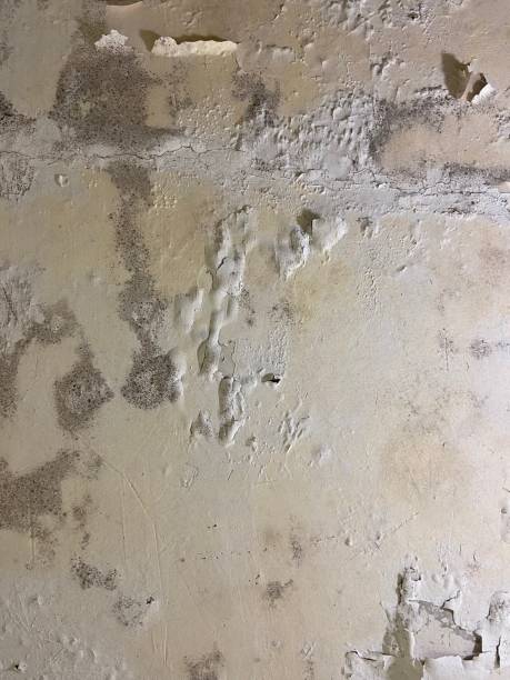 Best Local Mold Removal Service  in Marion, NC