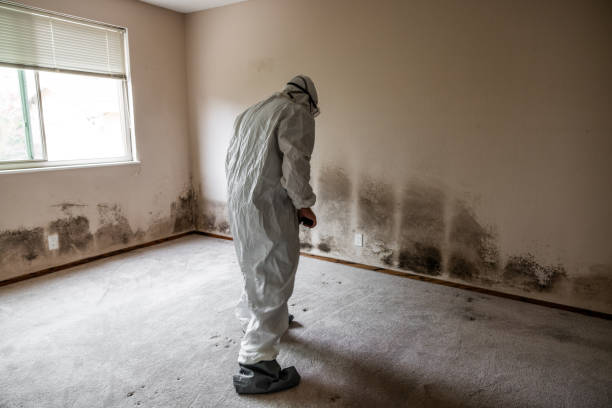 Best Mold Removal Near Me  in Marion, NC