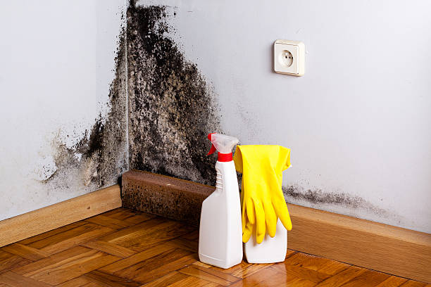 Best Certified Mold Removal  in Marion, NC