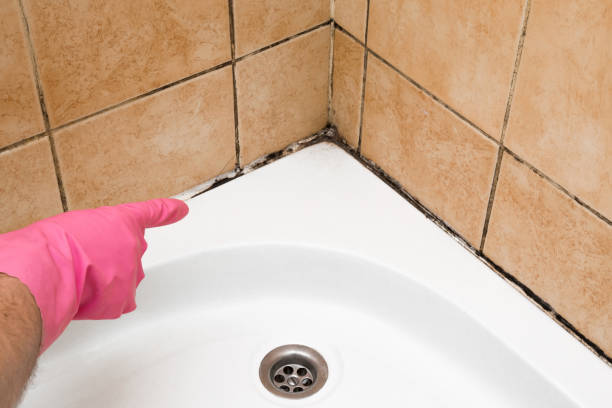 Best Mold Removal Near Me  in Marion, NC